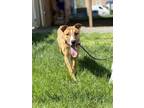 Adopt MUDDY BUDDY a Pit Bull Terrier, Mixed Breed