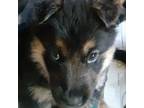 German Shepherd Dog Puppy for sale in Greensburg, PA, USA