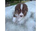 Australian Shepherd Puppy for sale in Helotes, TX, USA