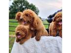 Goldendoodle Puppy for sale in Cleburne, TX, USA