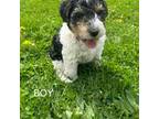 Wire Fox Terrier Puppy for sale in Muncie, IN, USA