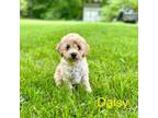 Goldendoodle Puppy for sale in Murfreesboro, TN, USA