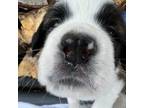 Saint Bernard Puppy for sale in Homer, AK, USA