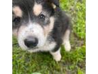 Siberian Husky Puppy for sale in Goldsboro, NC, USA