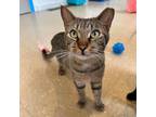 Adopt Peter a Domestic Short Hair