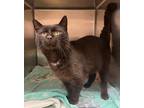Adopt His Majesty a Domestic Short Hair