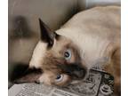 Adopt Snickers a Siamese