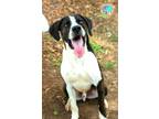 Adopt BOONE a Black and Tan Coonhound, Mixed Breed