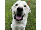 Adopt Baxter a Yellow Labrador Retriever, Great Pyrenees