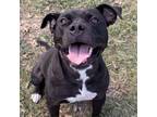 Adopt Arlo a Pit Bull Terrier