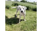 Adopt Kurt a Pit Bull Terrier, Labrador Retriever