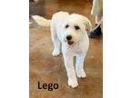 Adopt Lego a Standard Poodle, Terrier