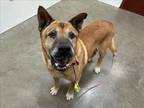 Adopt HOSS a Akita, German Shepherd Dog