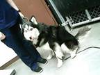 Adopt LUKE a Alaskan Malamute