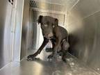 Adopt CASH a Pit Bull Terrier, Labrador Retriever