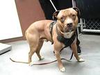 Adopt HERSHEY a Pit Bull Terrier
