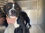 Adopt SCOUT a Pit Bull Terrier