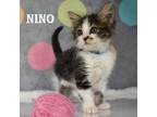 Adopt Nino a Domestic Short Hair