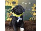 Adopt Ponchito a Pit Bull Terrier