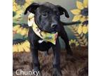 Adopt Chunky a Pit Bull Terrier