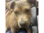 Adopt Miles a Pit Bull Terrier