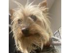 Adopt dralleo a Yorkshire Terrier