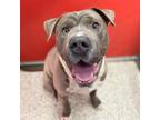 Adopt COOPER a Pit Bull Terrier