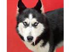 Adopt LUPINE* a Husky