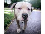 Adopt PAC-MAN* a Pit Bull Terrier