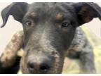 Adopt ZOUK* a Australian Cattle Dog / Blue Heeler, Doberman Pinscher