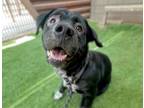 Adopt RUDEE* a Pit Bull Terrier, Mixed Breed