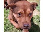 Adopt VISCOUNT SYDNEY* a Australian Cattle Dog / Blue Heeler, Mixed Breed