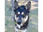 Adopt KEN POTTS* a Siberian Husky, Mixed Breed