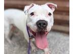 Adopt WYLIE* a Pit Bull Terrier