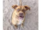 Adopt BOBBY a Pit Bull Terrier