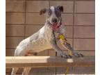Adopt ZEUS AKA WILSON* a Australian Cattle Dog / Blue Heeler, Mixed Breed