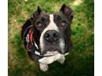 Adopt NEGRO a Pit Bull Terrier