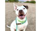 Adopt MAX (AKA FRITO LAY*) a Pit Bull Terrier