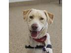 Adopt Hank a Labrador Retriever, Catahoula Leopard Dog