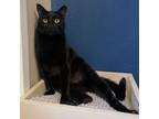 Adopt Taco a Domestic Short Hair