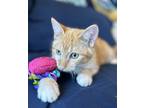 Adopt Tony Guacamole a Tabby, Domestic Short Hair