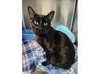 Adopt Byron a Domestic Short Hair