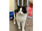 Adopt Patrick a Domestic Short Hair