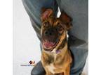 Adopt LAFAYETTE a German Shepherd Dog, Mixed Breed