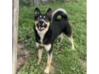 Adopt SKIPPY a German Shepherd Dog, Border Collie