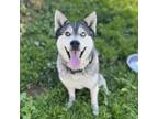 Adopt DUDE a Siberian Husky