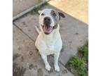 Adopt JEPP a Pit Bull Terrier, Mixed Breed