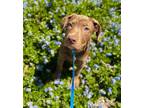 Adopt Appa a Pit Bull Terrier, German Shepherd Dog