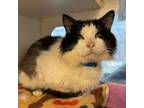 Adopt WIGGLES a Domestic Long Hair