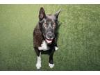 Adopt KING a German Shepherd Dog, Akita